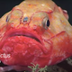 El chaunax pictus, parte de la familia Chaunacidae, es uno de los pocos peces que contiene su respiración bajo el agua.